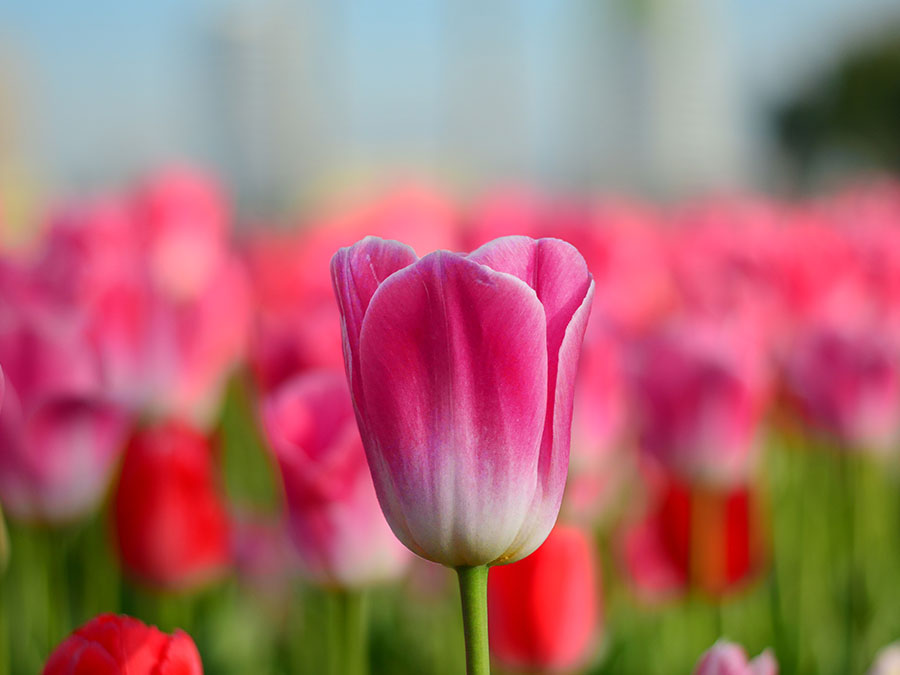 Tulips