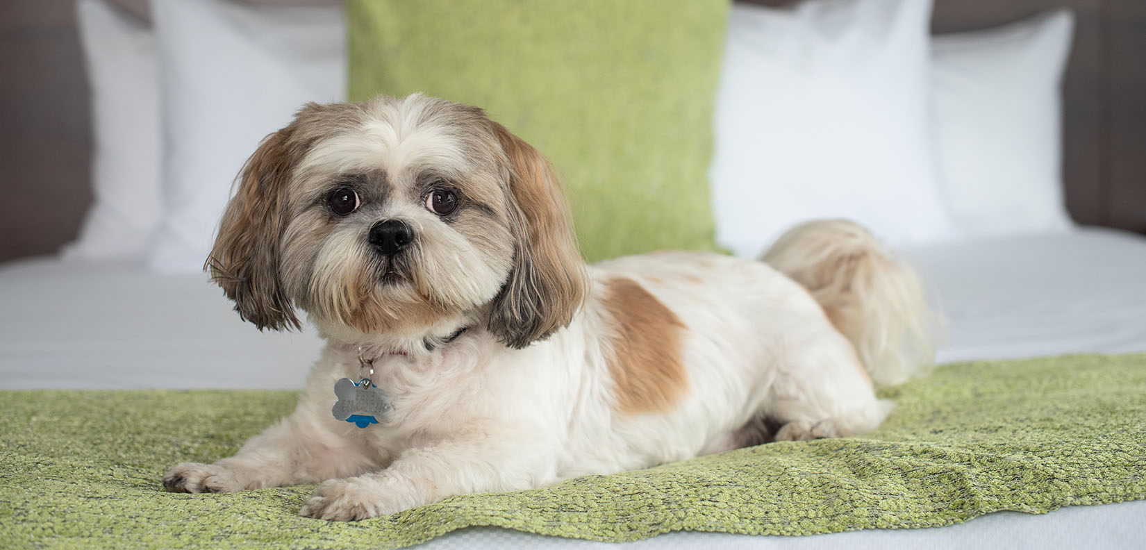 Dog on bed